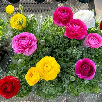 スプリンクルス4号鉢